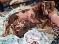Mini-long haired male , a male Miniature Dachshund for sale in Miami, OK – 4 of 4