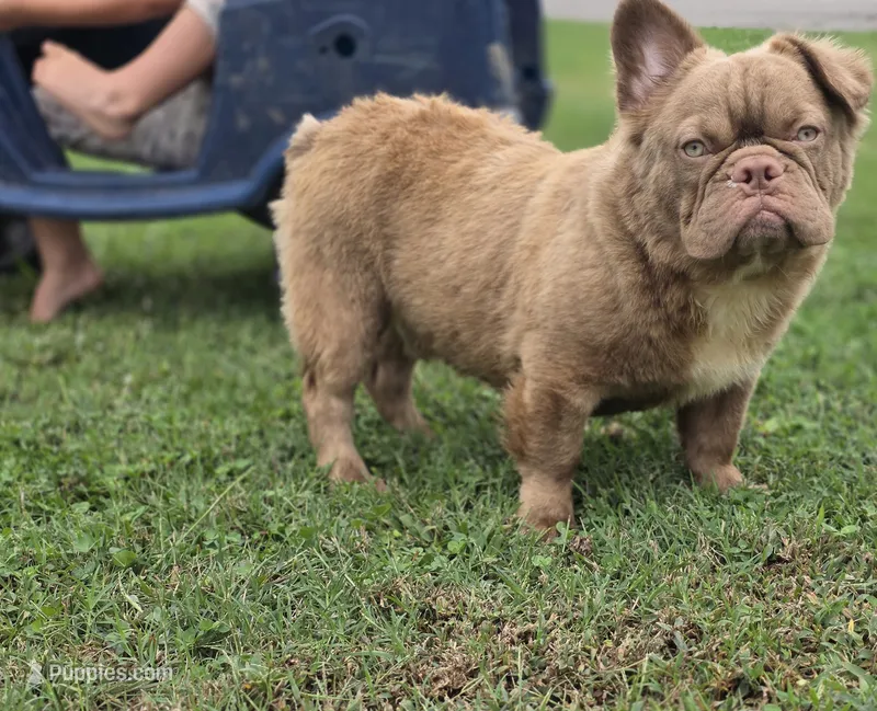 Kobe  – French Bulldog puppy for sale in Miami, OK