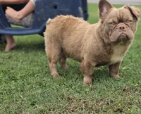 Kobe , a male French Bulldog for sale in Miami, OK – 1 of 4
