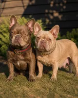 FLUFFY isabella male , a male French Bulldog for sale in Miami, OK – 9 of 9