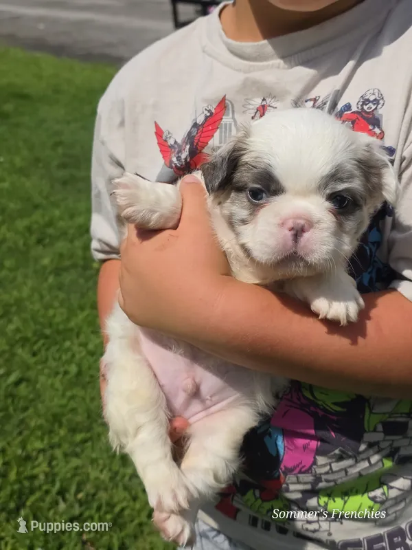 Black and white pied Merle fluffy male – French Bulldog puppy for sale in Miami, OK