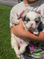Fluffy male, a male French Bulldog for sale in Miami, OK – 2 of 10