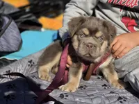 Isabella and tan gorgeous boy, a male French Bulldog for sale in Miami, OK – 7 of 9