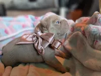 Newshade isabella female 🎀, a female French Bulldog for sale in Miami, OK – 5 of 6