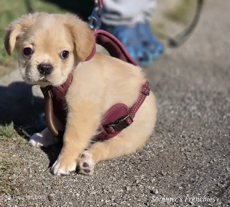 Biscuit  – French Bulldog puppy for sale in Miami, OK