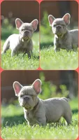Chanel Newshade Isabella , a female French Bulldog for sale in Miami, OK – 4 of 5