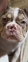 Riot , a male French Bulldog for sale in Miami, OK – 2 of 5
