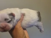 Batman fluffy male , a male French Bulldog for sale in Miami, OK – 2 of 7