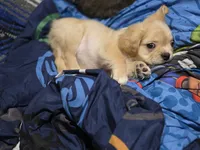 Biscuit , a male French Bulldog for sale in Miami, OK – 5 of 6