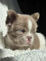 Annie isabella FLUFFY , a female French Bulldog for sale in Miami, OK – 7 of 10