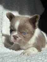 Annie isabella FLUFFY , a female French Bulldog for sale in Miami, OK – 10 of 10