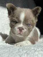Annie isabella FLUFFY , a female French Bulldog for sale in Miami, OK – 9 of 10