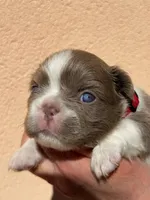 Annie isabella pied FLUFFY , a female French Bulldog for sale in Miami, OK – Photo 10 of 10