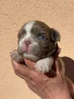 Annie isabella pied FLUFFY , a female French Bulldog for sale in Miami, OK – Photo 6 of 10