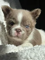 Annie isabella FLUFFY , a female French Bulldog for sale in Miami, OK – 6 of 10