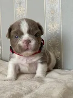 Annie isabella pied FLUFFY , a female French Bulldog for sale in Miami, OK – Photo 1 of 10