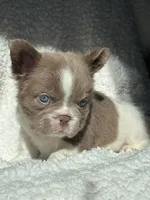 Annie isabella FLUFFY , a female French Bulldog for sale in Miami, OK – 8 of 10