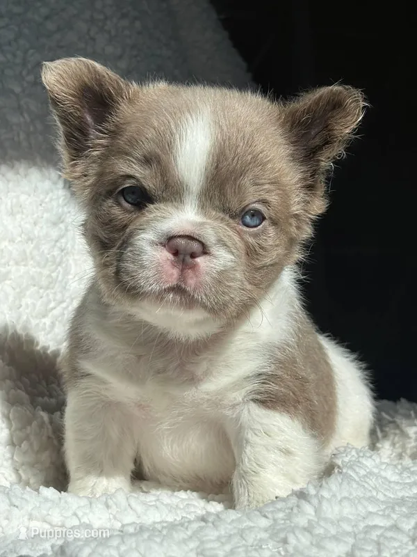 Annie isabella pied FLUFFY  – French Bulldog puppy for sale in Miami, OK