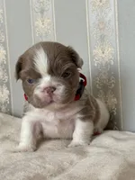 Annie isabella pied FLUFFY , a female French Bulldog for sale in Miami, OK – Photo 7 of 10