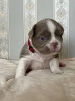 Annie isabella pied FLUFFY , a female French Bulldog for sale in Miami, OK – Photo 3 of 10