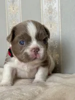 Annie isabella pied FLUFFY , a female French Bulldog for sale in Miami, OK – Photo 5 of 10