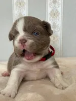 Annie isabella pied FLUFFY , a female French Bulldog for sale in Miami, OK – Photo 4 of 10