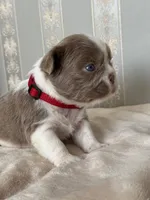 Annie isabella pied FLUFFY , a female French Bulldog for sale in Miami, OK – Photo 2 of 10