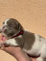 Annie isabella pied FLUFFY , a female French Bulldog for sale in Miami, OK – Photo 9 of 10