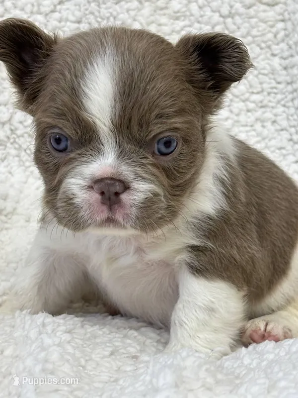 Annie isabella pied FLUFFY  – French Bulldog puppy for sale in Miami, OK