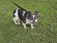 Koda , a male French Bulldog for sale in Miami, OK – 10 of 10