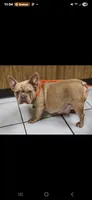 Fluffy Rojo Female 💜 , a female French Bulldog for sale in Miami, OK – 5 of 9