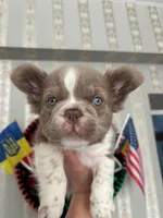 Annie isabella FLUFFY , a female French Bulldog for sale in Miami, OK – 2 of 10