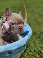 Magnolia , a female French Bulldog for sale in Miami, OK – 8 of 8