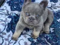 Lilac and tan fluffy female 🥰, a female French Bulldog for sale in Miami, OK – 8 of 10
