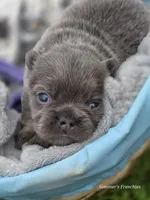 Lilac and tan fluffy female , a female French Bulldog for sale in Miami, OK – 4 of 10