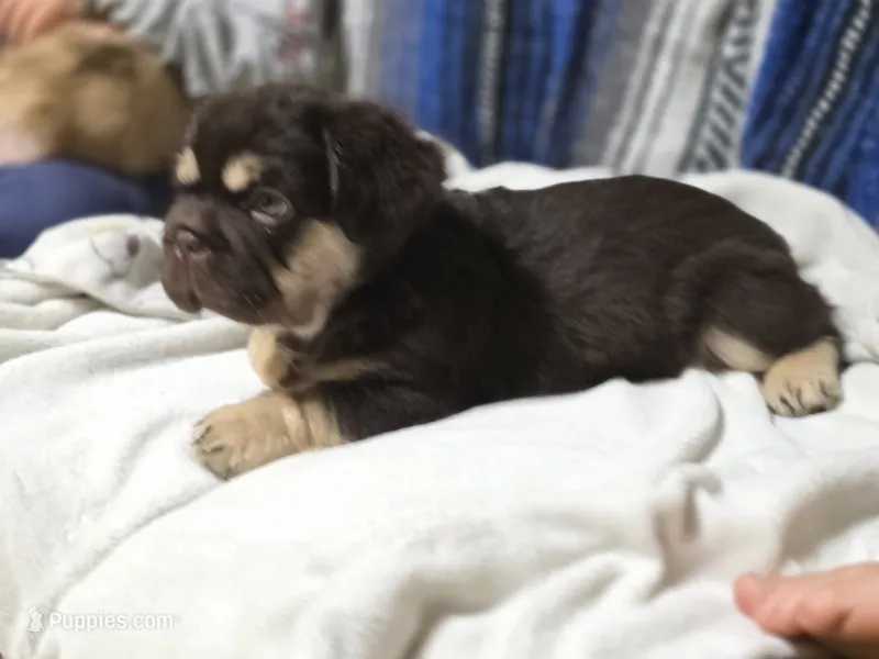 Bruno  – French Bulldog puppy for sale in Miami, OK