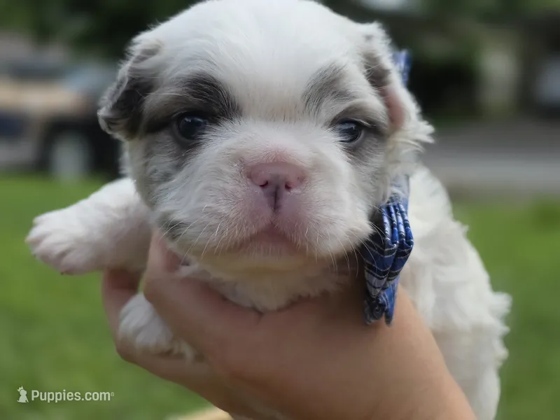 CURLY FLUFFY MALE  – French Bulldog puppy for sale in Miami, OK