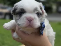 CURLY FLUFFY MALE , a male French Bulldog for sale in Miami, OK – 1 of 10