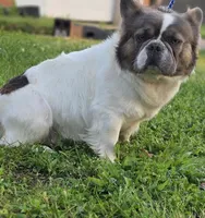 Spook , a male French Bulldog for sale in Miami, OK – 2 of 5