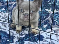 Lilac and tan fluffy female 🥰, a female French Bulldog for sale in Miami, OK – 10 of 10