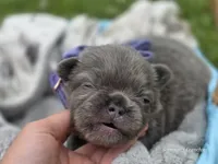 Lilac and tan fluffy female , a female French Bulldog for sale in Miami, OK – 2 of 10