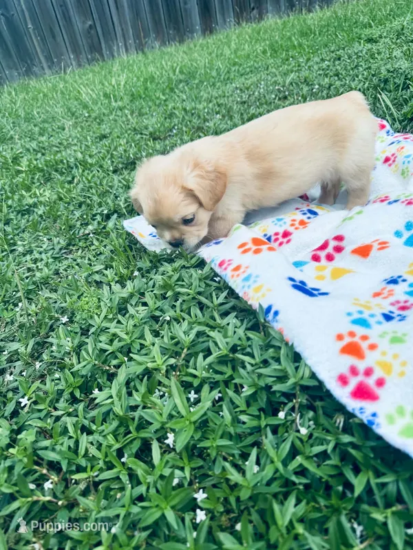 Biscuit  – French Bulldog puppy for sale in Miami, OK