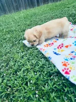 Biscuit , a male French Bulldog for sale in Miami, OK – 1 of 6
