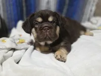 Bruno , a male French Bulldog for sale in Miami, OK – 3 of 5