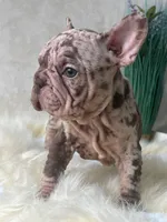 Merle Velvet Big Rope 💓 , a female French Bulldog for sale in Miami, OK – Photo 4 of 5