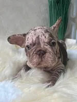 Merle Velvet Big Rope 💓 , a female French Bulldog for sale in Miami, OK – Photo 2 of 5