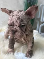 Merle Velvet Big Rope 💓 , a female French Bulldog for sale in Miami, OK – Photo 5 of 5