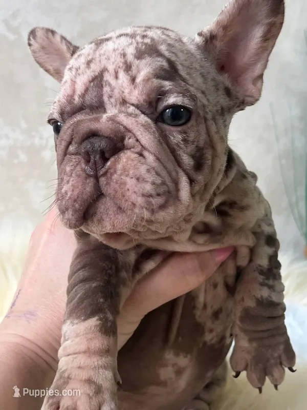 Merle Velvet Big Rope 💓  – French Bulldog puppy for sale in Miami, OK