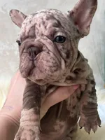 Merle Velvet Big Rope 💓 , a female French Bulldog for sale in Miami, OK – Photo 1 of 5