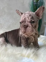 Merle Velvet Big Rope 💓 , a female French Bulldog for sale in Miami, OK – Photo 3 of 5